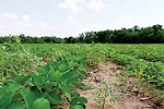 NTFWaterhemp1.jpg