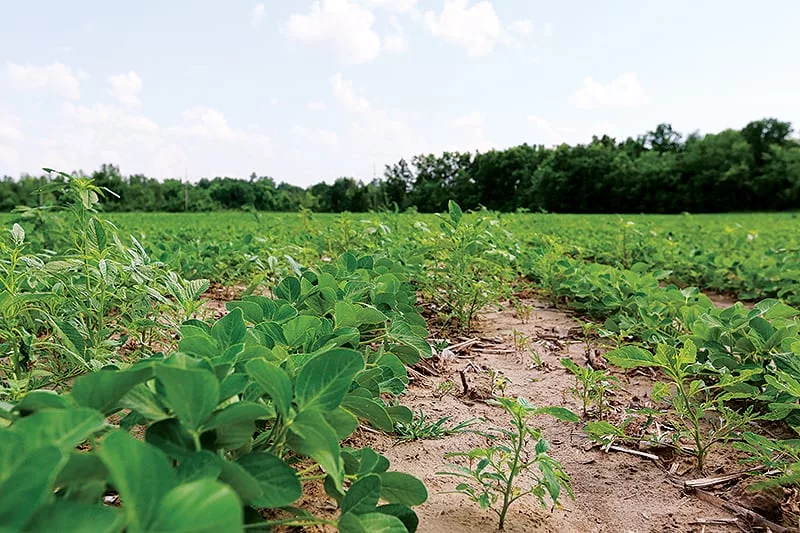 NTFWaterhemp1.jpg