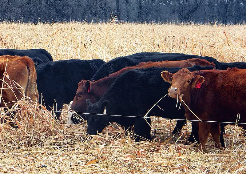 Fuller_cattle.jpg