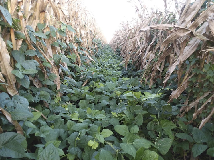corn interseeded with cover crop