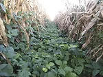 corn interseeded with cover crop