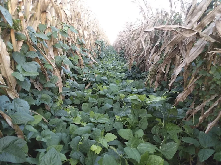 corn interseeded with cover crop