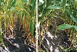 chlorophyll analysis