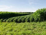 strip-cropping.jpg