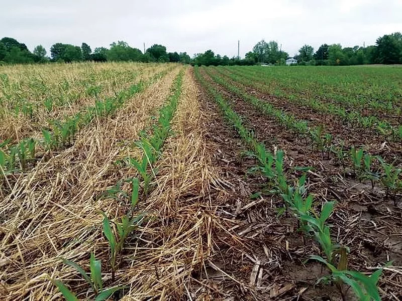 corn-in-covers.jpg