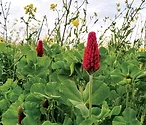 cover-crop-mix.jpg