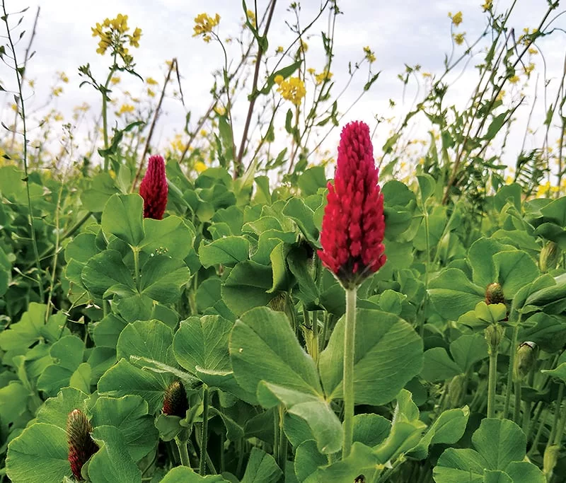 cover-crop-mix.jpg
