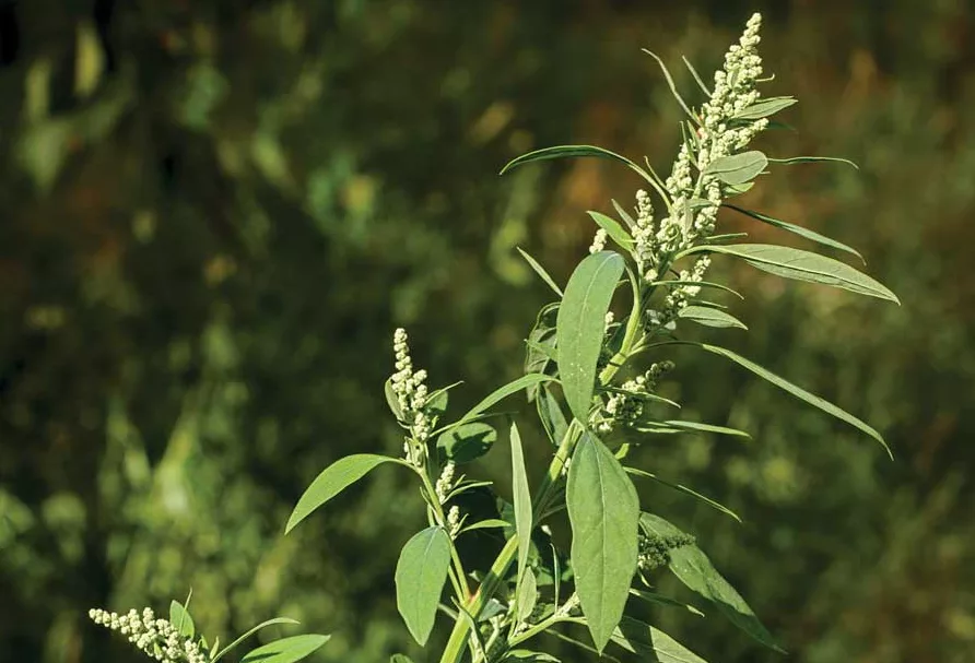 lambsquarters1