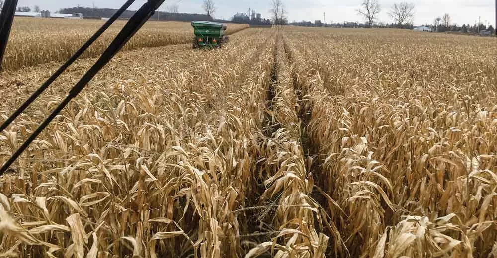notill-corn.jpg