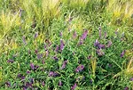 vetch-and-barley.jpg
