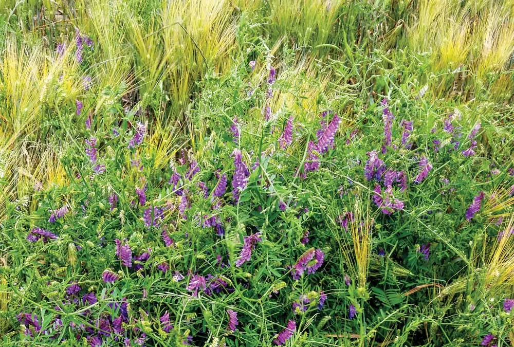 vetch-and-barley.jpg