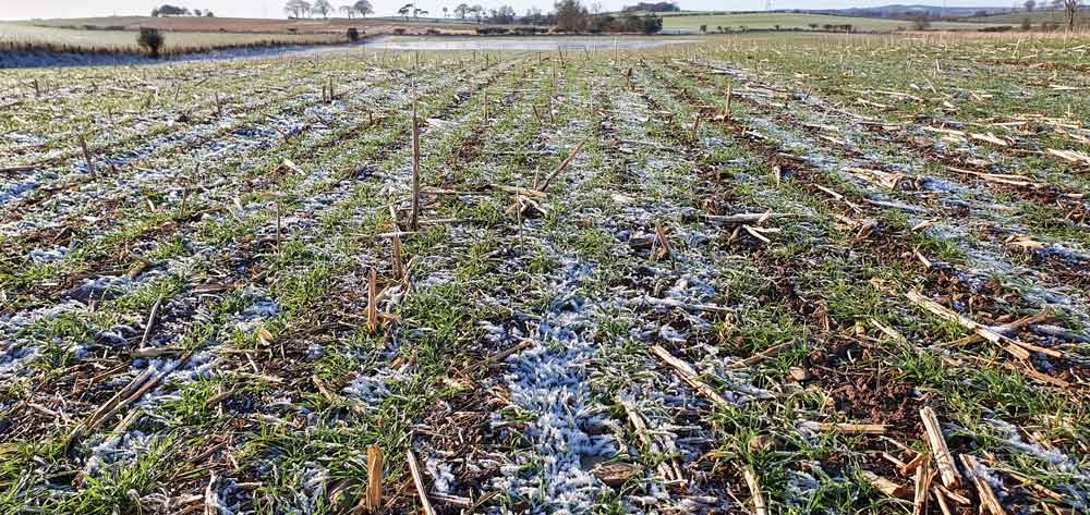 winter-wheat-sown-into-oilseed-rape-stubble.jpg