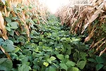 interseeded-crops-2.jpg