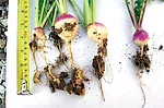 Covers-clubroot1.jpg