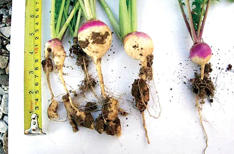 Covers-clubroot1.jpg