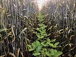Hybrid-Rye-rye-and-soybeans.jpg