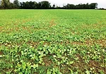 Nathan-Brown-Cover-crop-mix.jpg