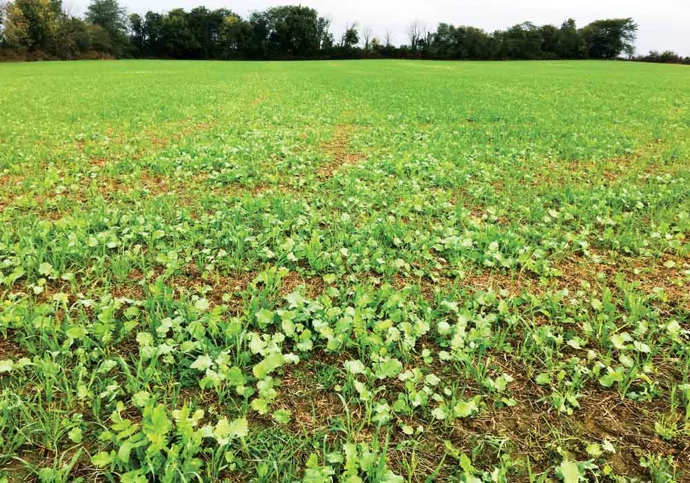Nathan-Brown-Cover-crop-mix.jpg