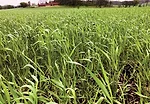 Zimmer-cereal-rye.jpg