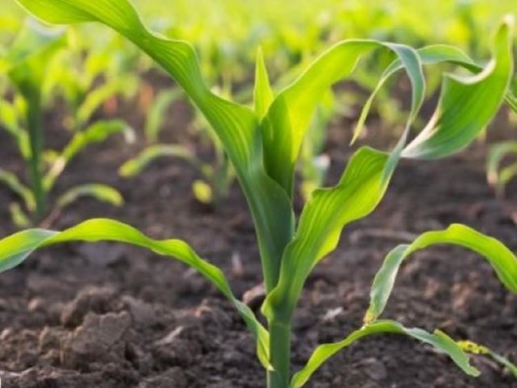Ohio State Soil health project corn