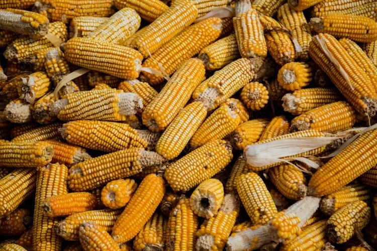 harvested corn