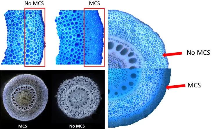 Laser ablation tomography images of roots