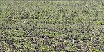 no-till corn