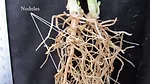 nodules on fava bean roots