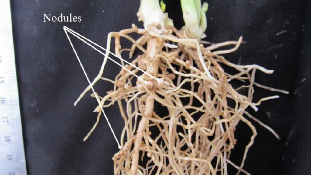 nodules on fava bean roots