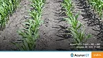 Syngenta Acuron GT