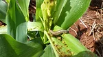 ISCA fall armyworm