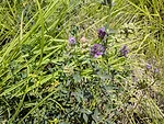 alfalfa grass Lindsey Slaughter
