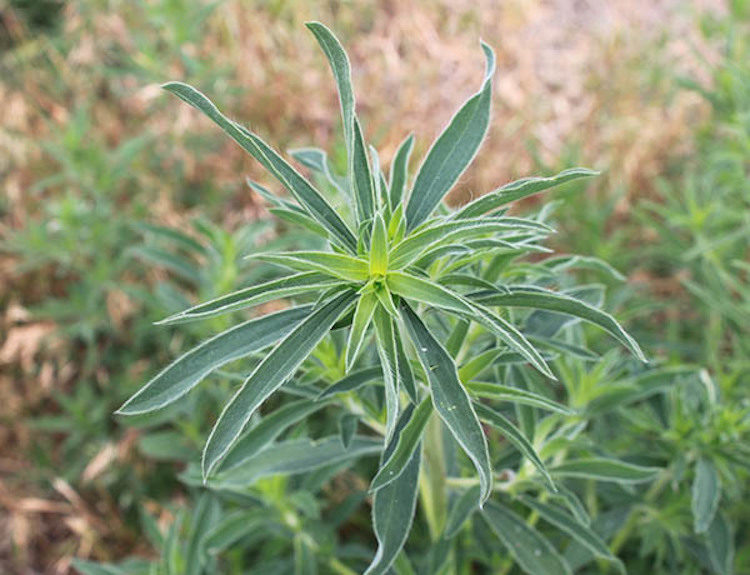Kochia plant