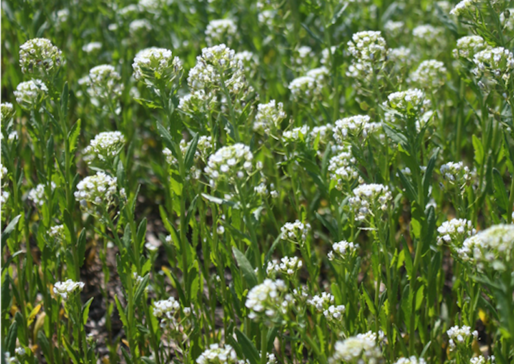 pennycress in bloom