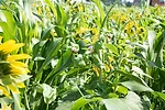 cover crop mix