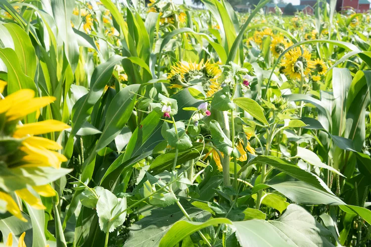 cover crop mix