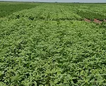herbicide resistant waterhemp