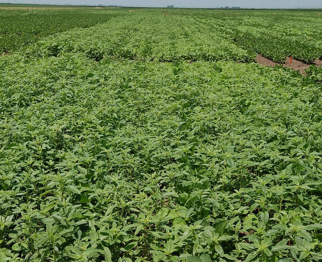 herbicide resistant waterhemp