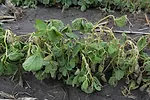 Dicamba on Liberty Link soybean 2