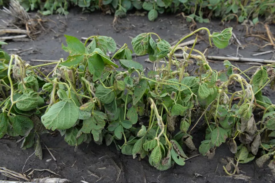 Dicamba on Liberty Link soybean 2
