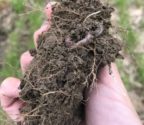 Chris Pollack cover crop roots