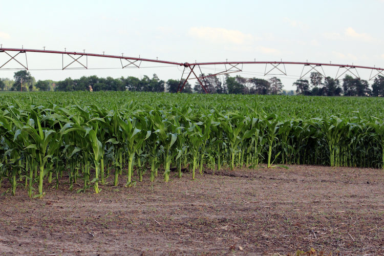 Rock River Lab irrigated corn