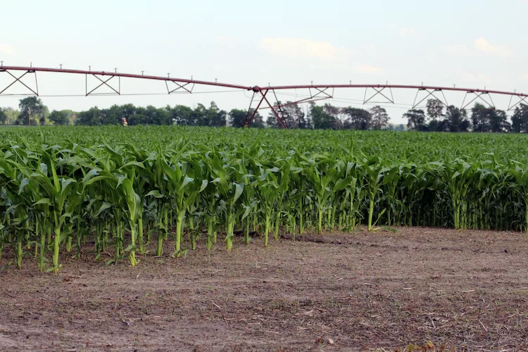 Rock River Lab irrigated corn