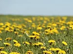 dandelions in bloom