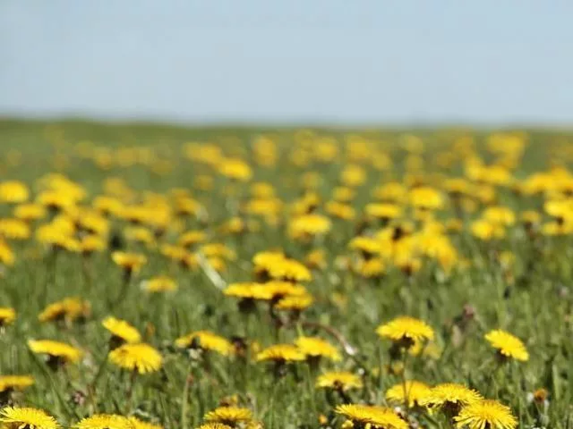 dandelions in bloom