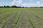 preemergent herbicides need rain