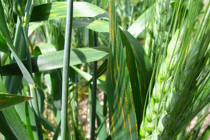 stripe rust on wheat