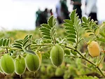 chickpeas