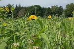 prevent plant covers