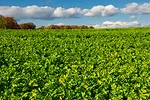 Cover crop benchmark 1